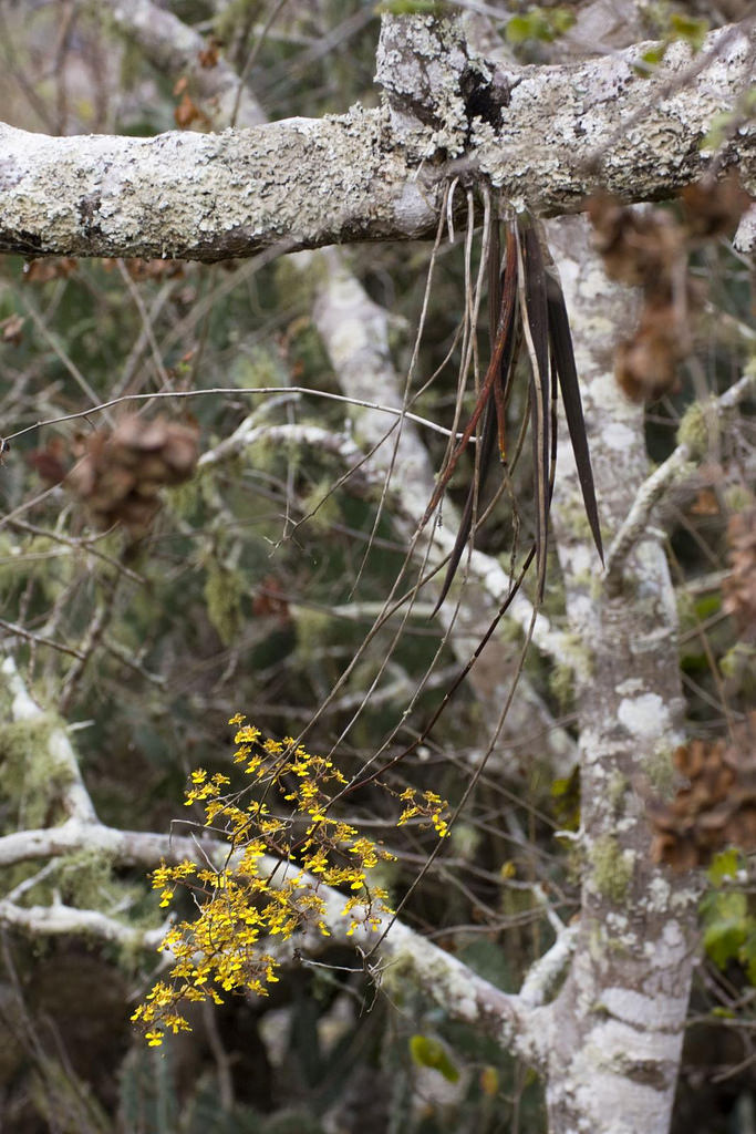 Oncidium splendidum